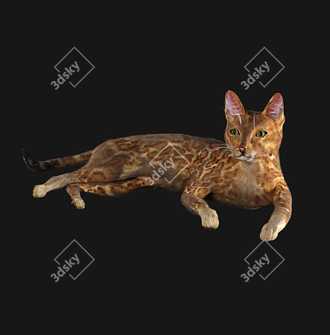 BengalCat: Hair & Fur, 2014 Version 3D model image 1