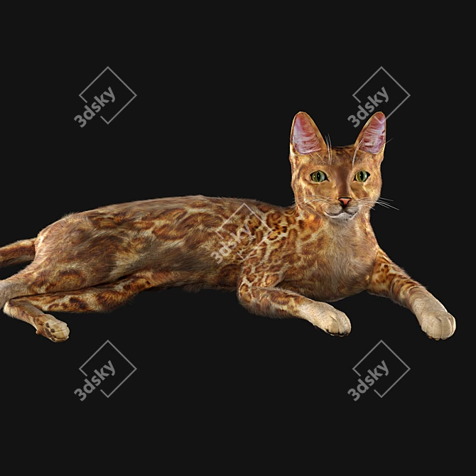 BengalCat: Hair & Fur, 2014 Version 3D model image 2