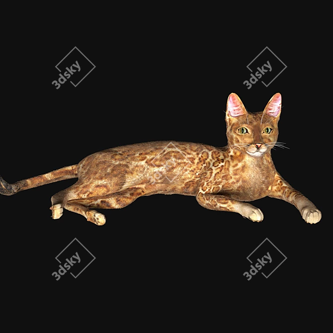 BengalCat: Hair & Fur, 2014 Version 3D model image 4