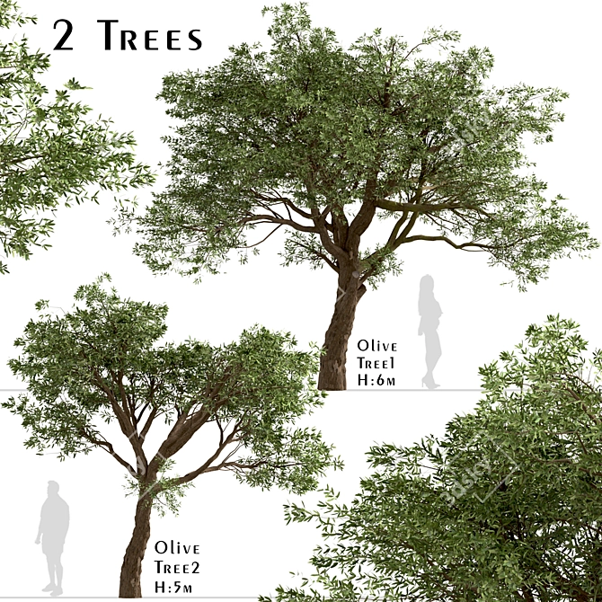 Mediterranean Treasure: Set of 2 Olive Trees 3D model image 1