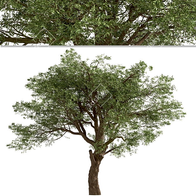 Mediterranean Treasure: Set of 2 Olive Trees 3D model image 3