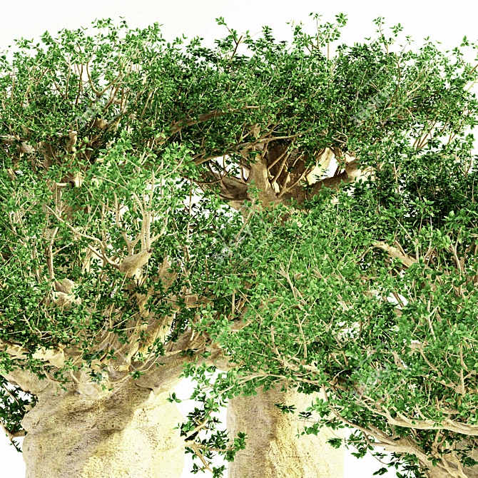 Tropical Baobab Jungle: 5 Majestic Trees 3D model image 2