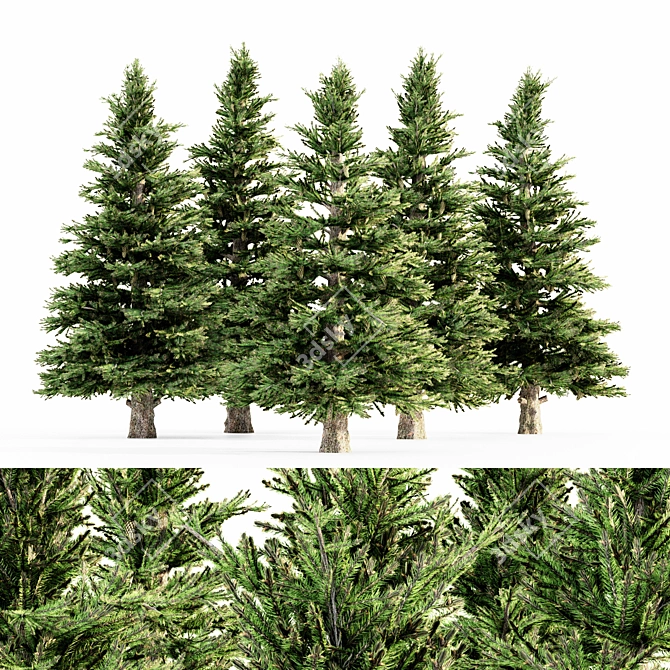 Tall Norway Spruce Bundle 3D model image 1