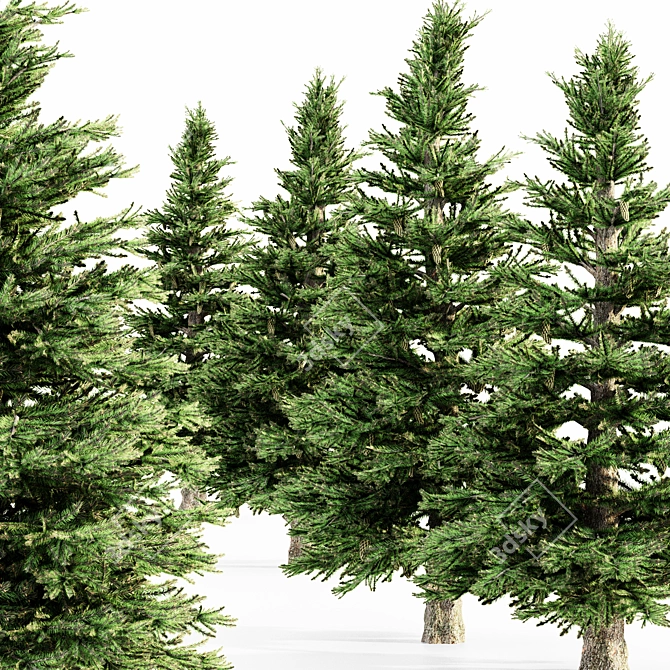 Tall Norway Spruce Bundle 3D model image 2