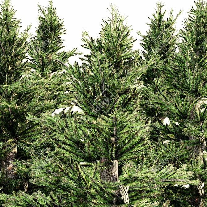 Tall Norway Spruce Bundle 3D model image 3