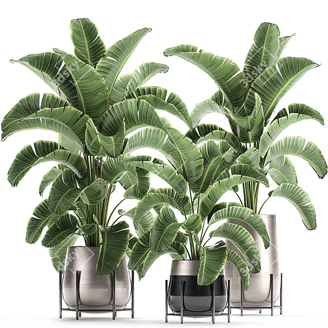 Title: Tropical Plant Collection: Banana Palm, Ravenala, Strelitzia 3D model image 1