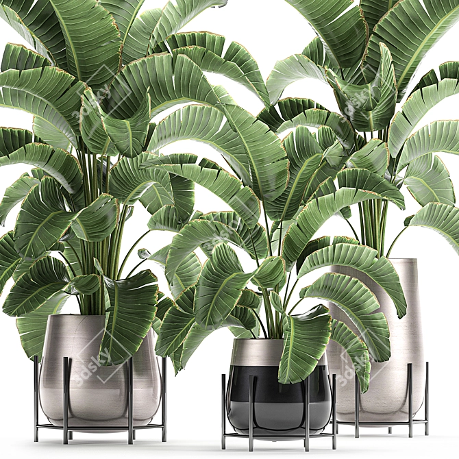 Title: Tropical Plant Collection: Banana Palm, Ravenala, Strelitzia 3D model image 2