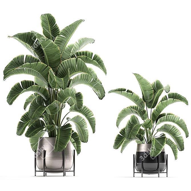 Title: Tropical Plant Collection: Banana Palm, Ravenala, Strelitzia 3D model image 3