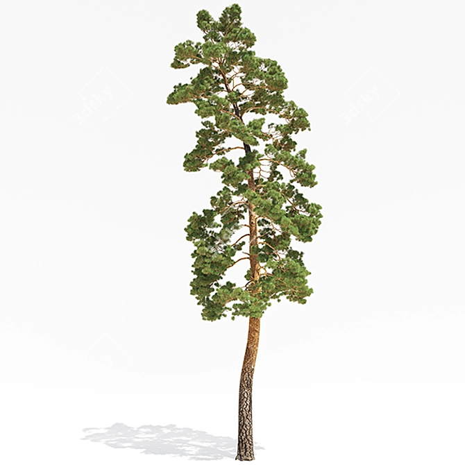 Towering Pinus: 13.5m Pine Tree 3D model image 1