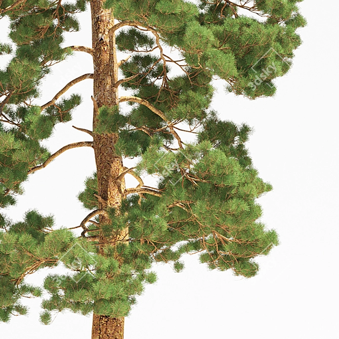 Towering Pinus: 13.5m Pine Tree 3D model image 2