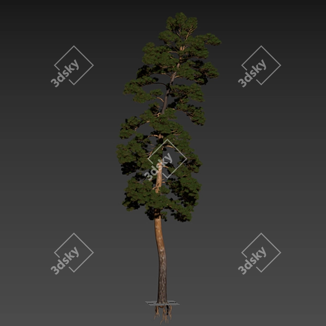 Towering Pinus: 13.5m Pine Tree 3D model image 3