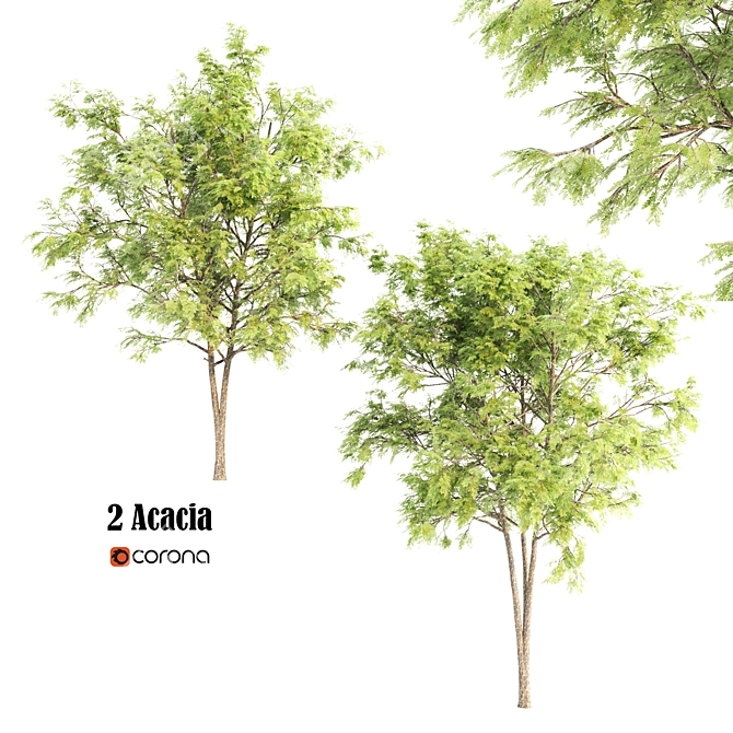 2 Acacia Corona Wood Blocks 3D model image 2