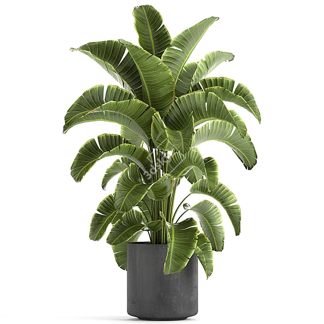 Tropical Plant Collection: Banana Palm, Ravenala, Strelitzia 3D model image 2