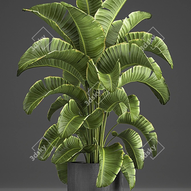 Tropical Plant Collection: Banana Palm, Ravenala, Strelitzia 3D model image 4