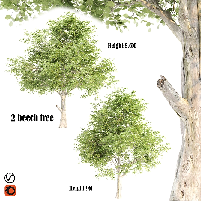 Breathtaking Beeches: 384,680 & 451,593 3D model image 2