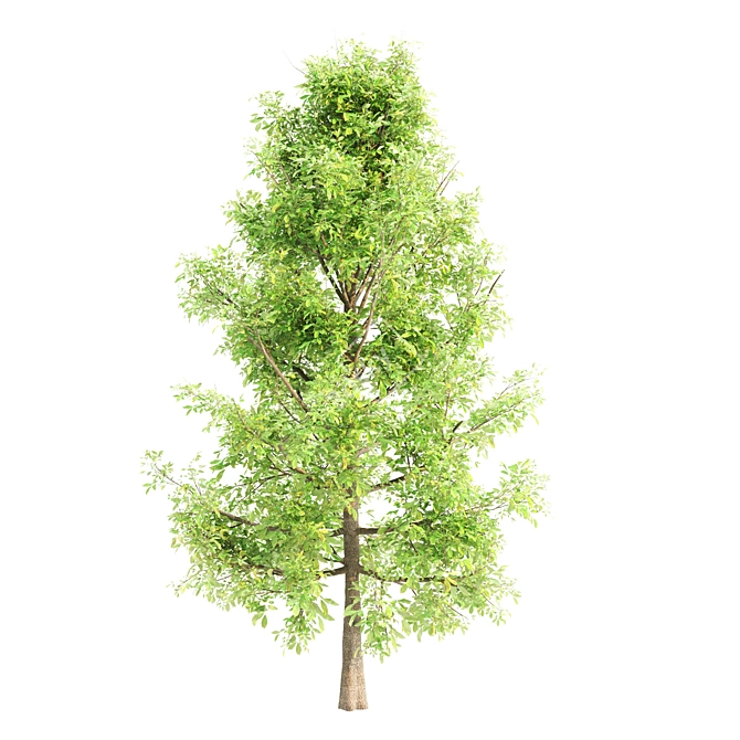 Lush Sorrel Trees: 3 Varieties 3D model image 3