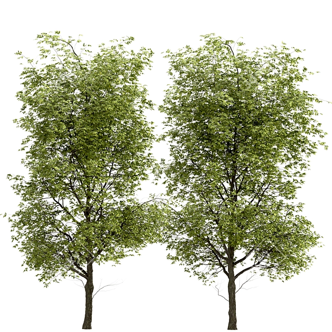 Black Ash Tree: Native Eastern North American Species 3D model image 2