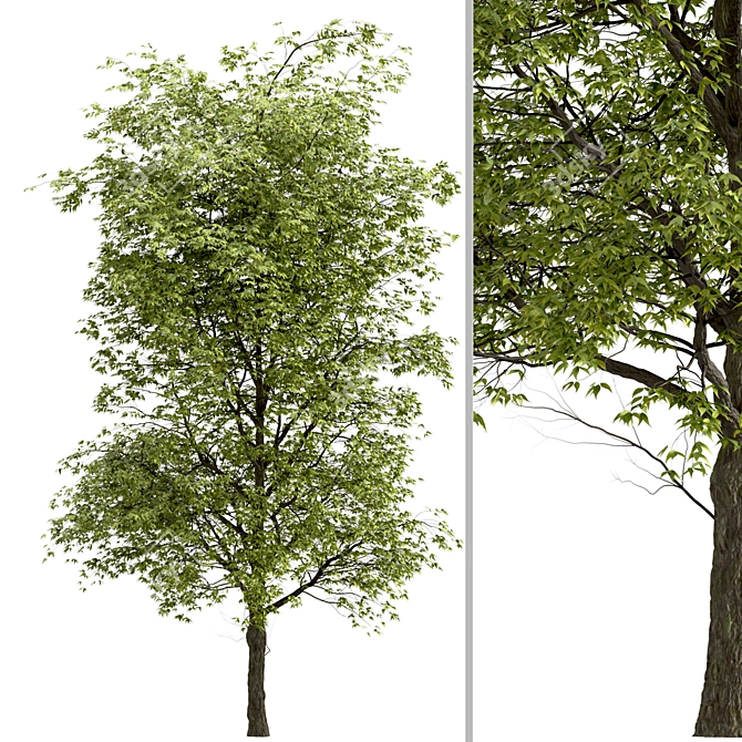 Black Ash Tree: Native Eastern North American Species 3D model image 3