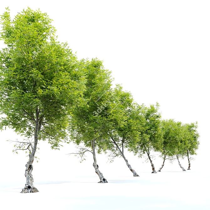 Fiddlewood: Majestic Citharexylum Tree 3D model image 3