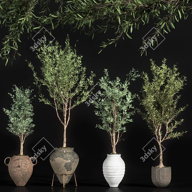 Elegant Indoor Olive Plant Set 3D model image 1