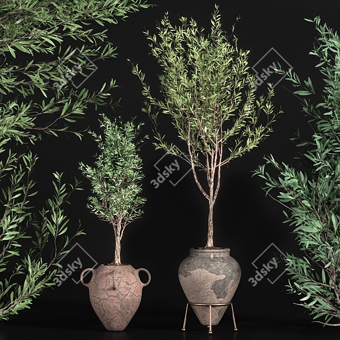 Elegant Indoor Olive Plant Set 3D model image 3
