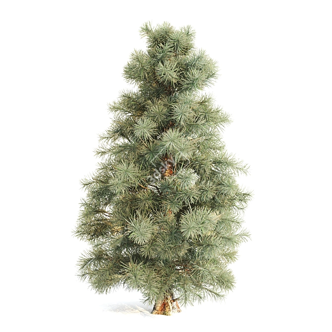 3-Pine Vray 3D Models 3D model image 2