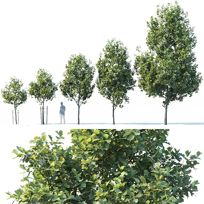 Young Oak Tree Collection: 5 Trees, 3-9m 3D model image 1
