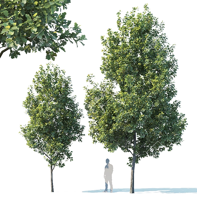 Young Oak Tree Collection: 5 Trees, 3-9m 3D model image 2