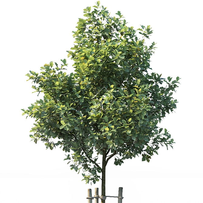Young Oak Tree Collection: 5 Trees, 3-9m 3D model image 5