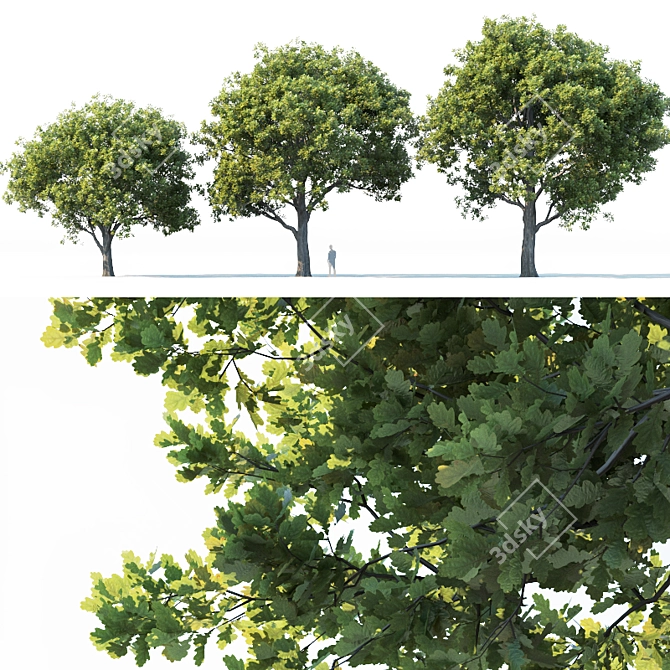 Trio of Majestic Oak Trees 3D model image 1