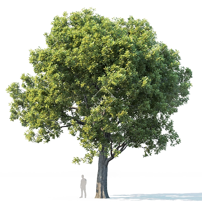 Trio of Majestic Oak Trees 3D model image 2
