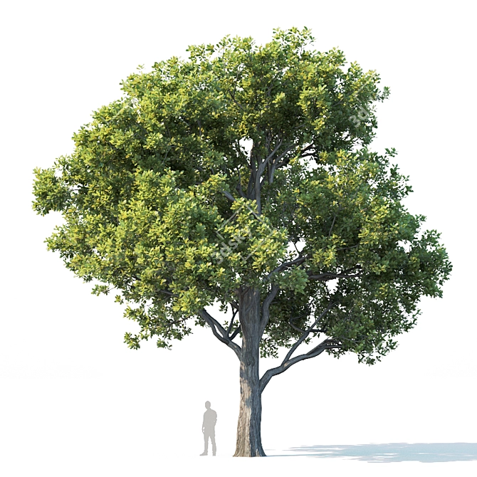 Trio of Majestic Oak Trees 3D model image 3