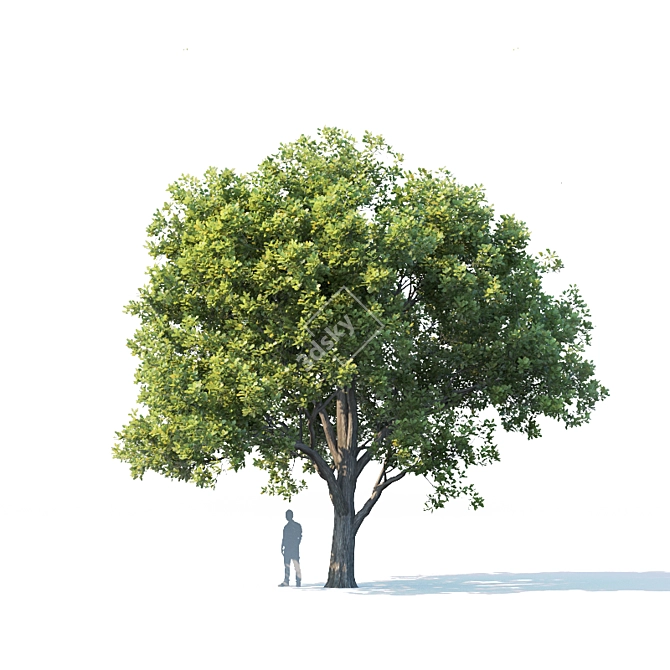 Trio of Majestic Oak Trees 3D model image 4