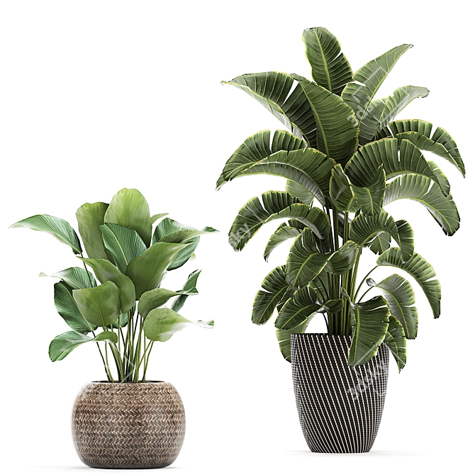 Exotic Banana Palm: Perfect for Indoors & Outdoors 3D model image 3