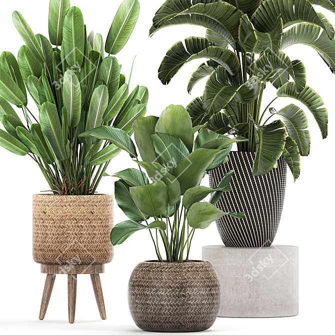 Exotic Banana Palm: Perfect for Indoors & Outdoors 3D model image 4