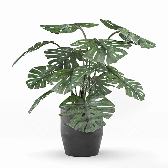 Lush Monstera: Indoor & Outdoor 3D model image 1