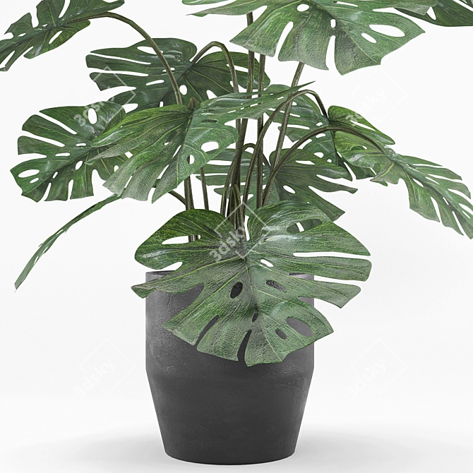 Lush Monstera: Indoor & Outdoor 3D model image 2