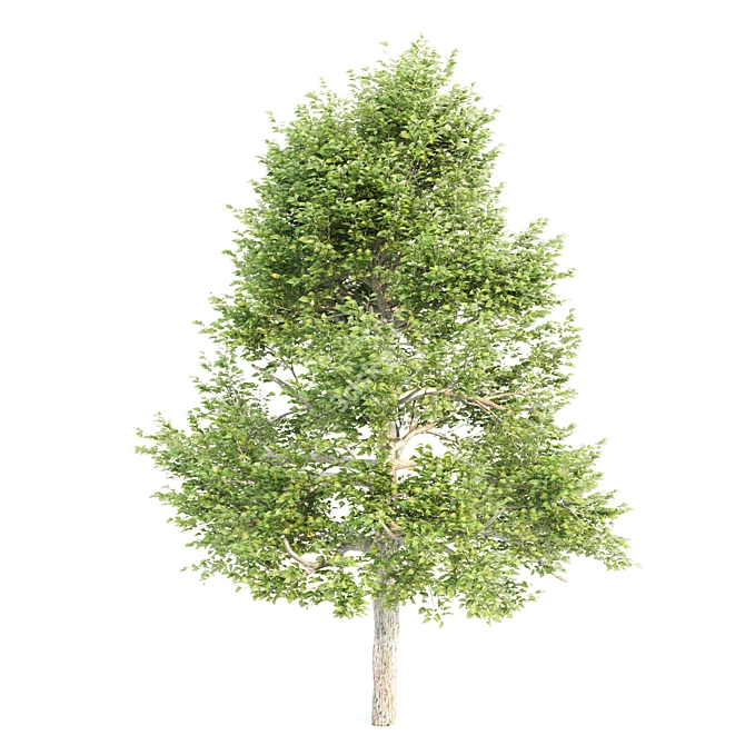Twin Tupelo Trees: 731,599 & 641,718 3D model image 5