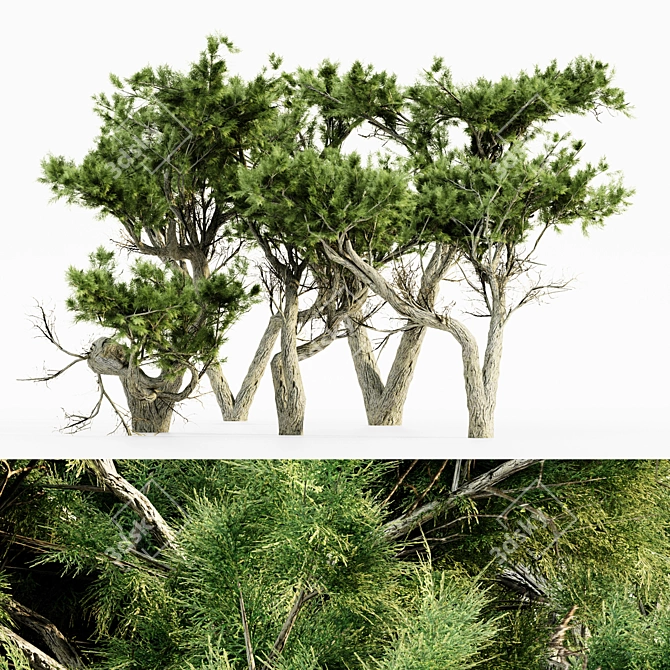  Majestic Monterey Cypress Tree Set 3D model image 1