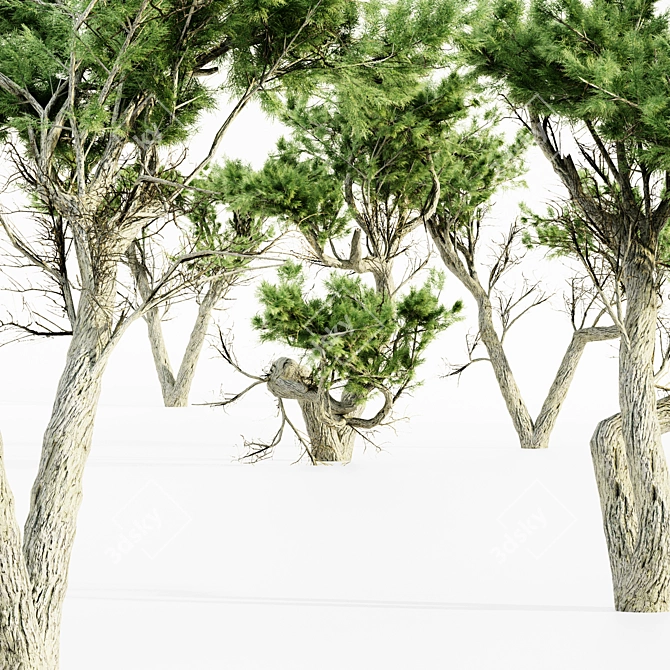  Majestic Monterey Cypress Tree Set 3D model image 3