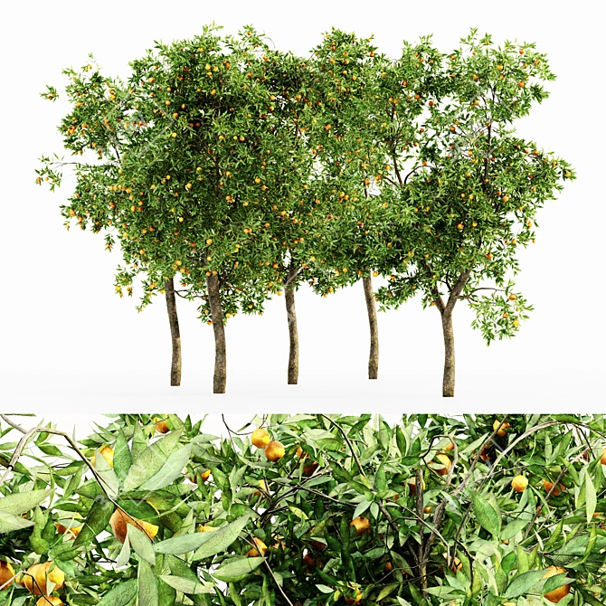 Lush Orange Fruit Tree Collection 3D model image 1