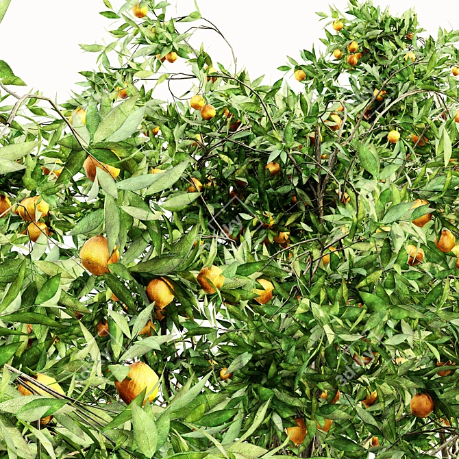 Lush Orange Fruit Tree Collection 3D model image 2