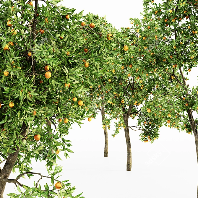 Lush Orange Fruit Tree Collection 3D model image 3