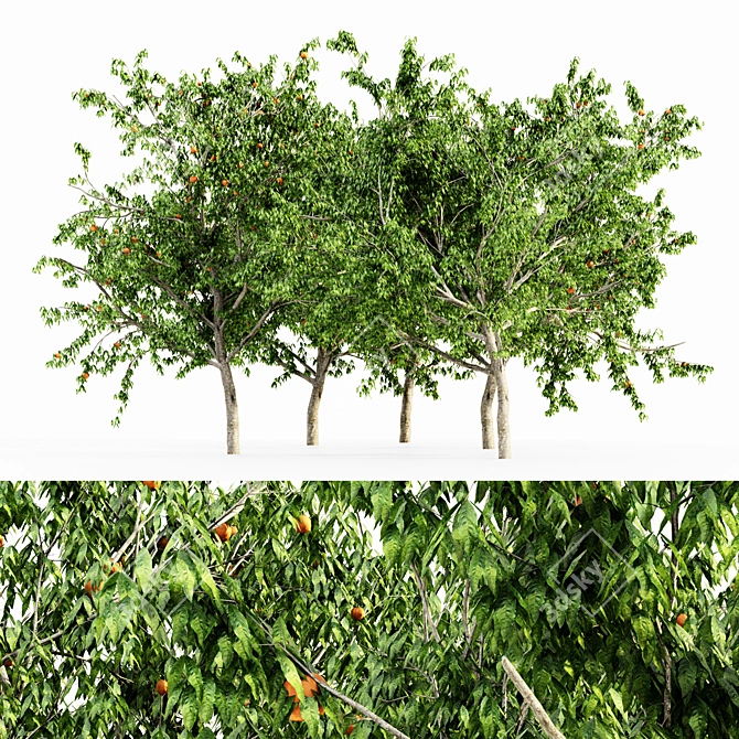  Lush Peach Tree Collection 3D model image 1