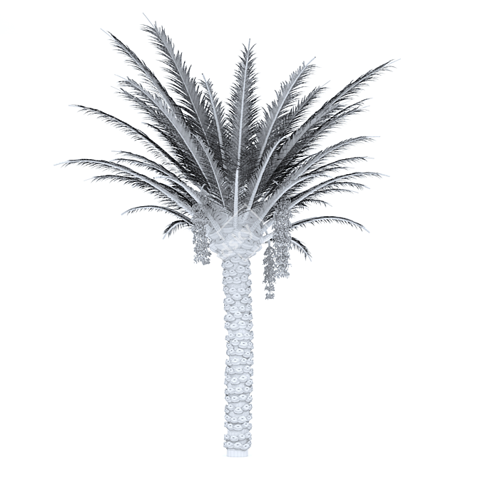 Tropical Oasis: Realistic Palm Tree 3D model image 3