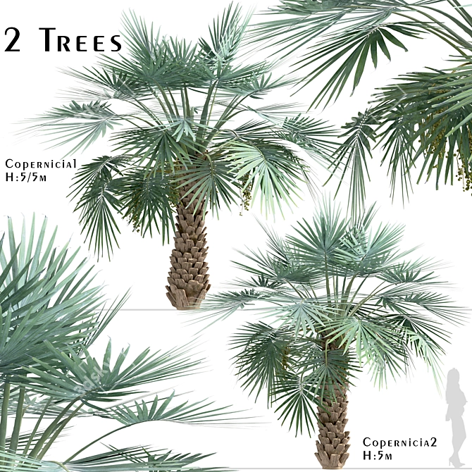 Exotic Copernicia Palm Trees (2-Pack) 3D model image 1