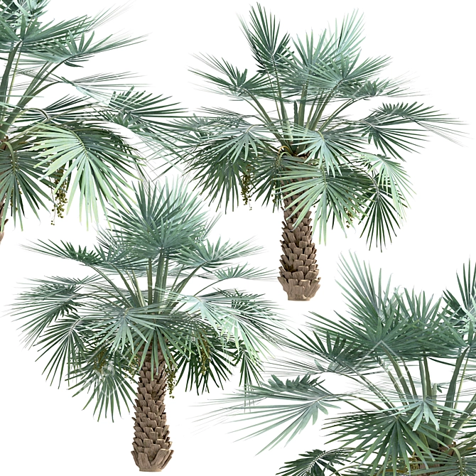 Exotic Copernicia Palm Trees (2-Pack) 3D model image 3