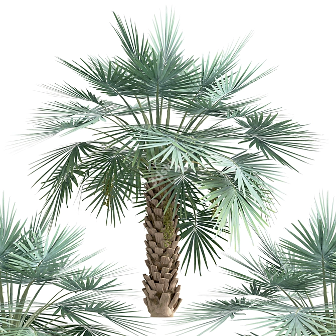 Exotic Copernicia Palm Trees (2-Pack) 3D model image 4