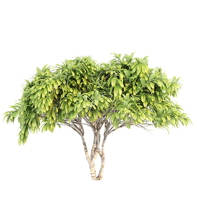 Tropical Paradise: Twin Frangipani Trees 3D model image 2