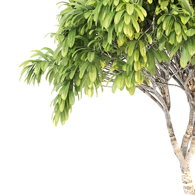 Tropical Paradise: Twin Frangipani Trees 3D model image 3